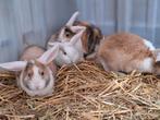Te koop, jonge dwerghangoor konijntjes konijn dwerg hangoor, Dieren en Toebehoren, Konijnen, Meerdere dieren, Dwerg, Hangoor