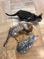 2x bengaal kitten broertjes stamboom SHOWKWALITEIT, Dieren en Toebehoren, Katten en Kittens | Raskatten | Korthaar, Kater, Gechipt