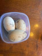 eieren bonte boerengans(consumptie of uitbroeden), Geslacht onbekend, Gans of Zwaan