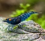 Neocaridina Blue Dream Orange Eyes, Kreeft, Krab of Garnaal