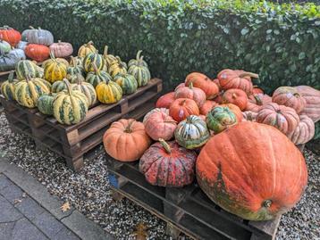 Pompoenen en kalebassen beschikbaar voor biedingen