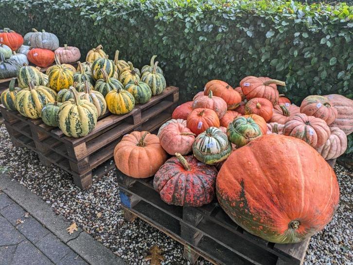 Pompoenen en kalebassen, Tuin en Terras, Tuinwanddecoratie, Nieuw, Ophalen
