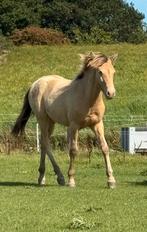 Diverse ponys te koop, Dieren en Toebehoren, Paarden, Minder dan 160 cm, Met stamboom, 3 tot 6 jaar, Onbeleerd