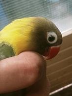 Prachtige piep jonge agapornis personata opaline pop, Dieren en Toebehoren, Vogels | Parkieten en Papegaaien, Vrouwelijk, Dwergpapegaai of Agapornis