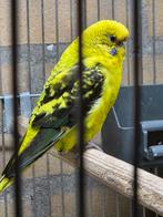 blackwing pop 2023 en grasparkieten koppels, Meerdere dieren, Parkiet, Geringd
