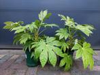 Fatsia Japonica 'Spiders Web' - Vingerplant H: 55 cm., Vaste plant, Halfschaduw, Herfst, Ophalen