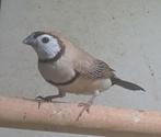 Bischenow bruin, Dieren en Toebehoren, Vogels | Overige Vogels, Meerdere dieren