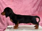 FCI MINIAURE Longhair Dachshound pups, 8 tot 15 weken, Buitenland, Dwerg, Langhaar
