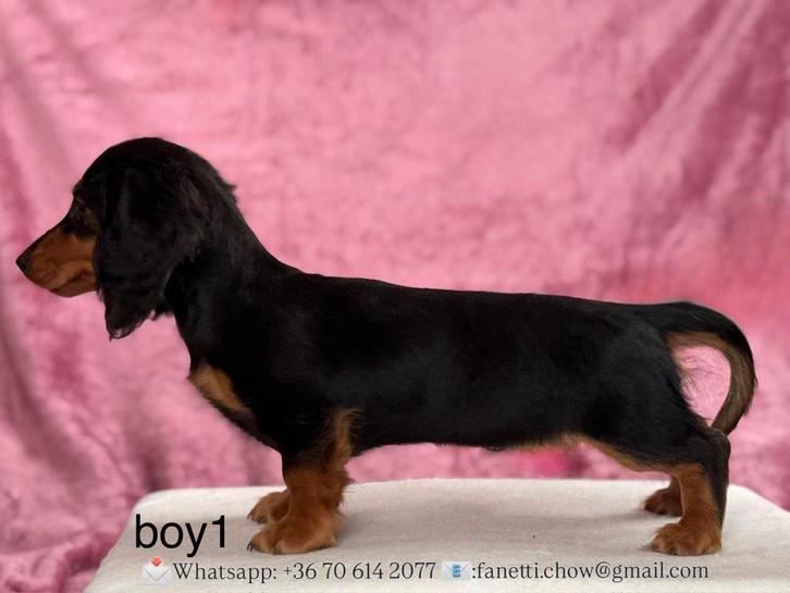 FCI MINIAURE Longhair Dachshound pups, Dieren en Toebehoren, Honden | Teckels en Dashonden, Meerdere dieren, Langhaar, Dwerg, Fokker | Professioneel