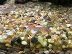 Neocardina Vuurgarnalen (Aanbieding!), Dieren en Toebehoren, Vissen | Aquariumvissen, Kreeft, Krab of Garnaal