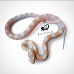 NK 2025 Rattenslangen Diverse morphs, Slang, Tam, 0 tot 2 jaar