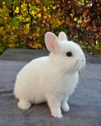 Aangeboden 5 jonge blauwoog  pooltjes dwergkonijnen, Geslacht onbekend, Dwerg, 0 tot 2 jaar