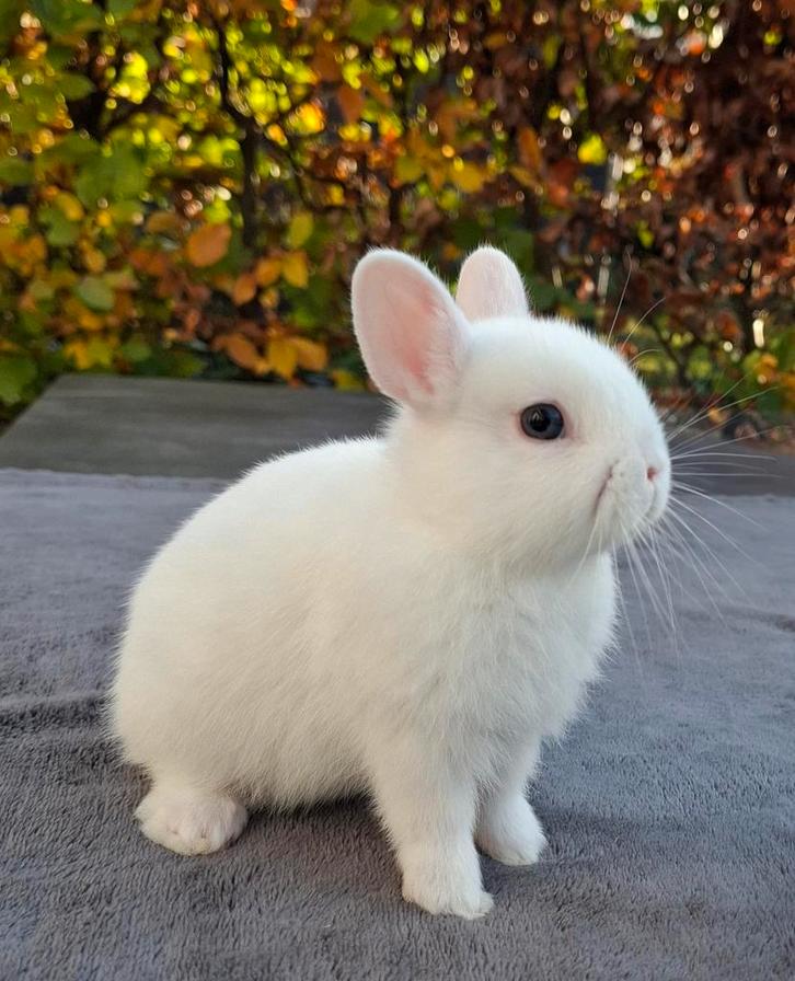 Aangeboden 1 jonge blauwoog pooltje dwergkonijn, Dieren en Toebehoren, Konijnen, Dwerg, Meerdere dieren, 0 tot 2 jaar