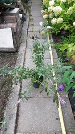 Buddleia in pot, Ophalen, Zomer, Overige soorten, Volle zon