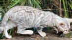 Bengaal Snow/Silver kittens beschikbaar €750 met  stamboom, Dieren en Toebehoren, Kater, Ingeënt