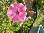 hibiscus  1.50 cm hoog, Tuin en Terras, Planten | Struiken en Hagen, Ophalen, Overige soorten, Struik, 100 tot 250 cm