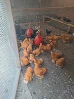 Cochin kriel, Barnevelder kriel, sussex columbia groot, Meerdere dieren, Kip