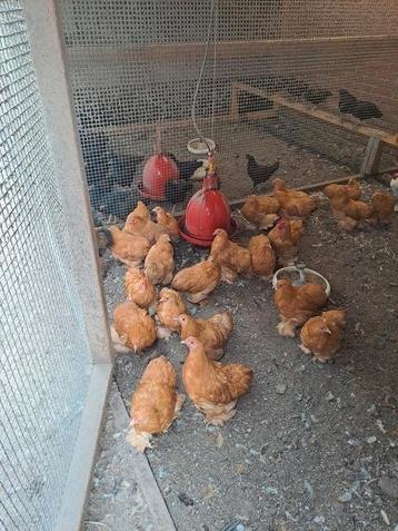 Cochin kriel, Barnevelder kriel, sussex columbia groot  beschikbaar voor biedingen