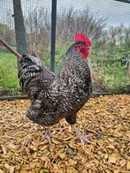 Hercules zoekt een huisje! (Haan), Dieren en Toebehoren, Pluimvee, Mannelijk, Kip