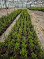 Taxus, Tuin en Terras, Planten | Struiken en Hagen, Ophalen, Taxus, Minder dan 100 cm