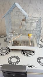 Te koop mooie kanarie man 1 jaar oud   met kooi, Dieren en Toebehoren, Vogels | Kanaries, Mannelijk, Zangkanarie