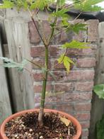 Japanse Esdoorn Japanese Acer pre Bonsai, Ophalen of Verzenden, Minder dan 100 cm, Vijgenboom