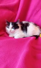 Langharige kitten, Dieren en Toebehoren, Katten en Kittens | Overige Katten, Poes, Langharig, 0 tot 2 jaar