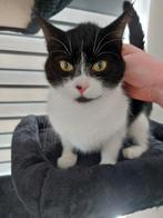 Kitten zwart/Wit