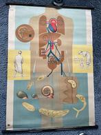 schoolplaat, Ophalen of Verzenden, Natuur en Biologie
