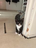 Kitten te koop, Dieren en Toebehoren, Katten en Kittens | Overige Katten, Poes