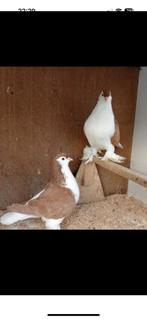 Sierduiven, Meerdere dieren, Overige soorten