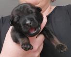 Mechelse herder pups uit Haras van D'acren lijn, Rabiës (hondsdolheid), 8 tot 15 weken, Meerdere, Meerdere dieren