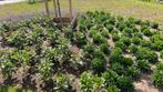 Hovernier omgeving Groningen friesland Drente, Garantie, Tuinontwerp