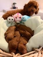 Prachtige Toy Poedel pups - diepe rode kleur, Dieren en Toebehoren, Poedel, 8 tot 15 weken, Parvo, Meerdere
