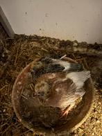 Jonge postduiven overnacht met ouders, Meerdere dieren, Postduif