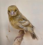 Jonge Geel grijs mozaiek Agaat kanarie, Dieren en Toebehoren, Vogels | Kanaries