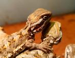 Dwerg baardagamen, 2 maanden oud (pogona henrylawsoni), Hagedis, 0 tot 2 jaar