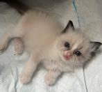 Lieve Ragdoll kittens met stamboom uit geteste ouders!, Dieren en Toebehoren, Meerdere dieren, Gechipt, 0 tot 2 jaar