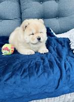 Prachtige chow chow pups te koop, Dieren en Toebehoren, Rabiës (hondsdolheid), Overige rassen, 8 tot 15 weken, Meerdere