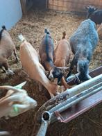Jonge dwergbokjes, Dieren en Toebehoren, Schapen, Geiten en Varkens, Meerdere dieren, Geit