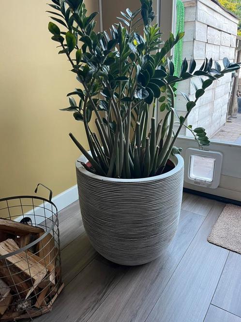 Capi nature bol rib nl kunststof bloempot 54x52 cm ivoor, Tuin en Terras, Bloempotten, Zo goed als nieuw, Kunststof, Binnen, 40 tot 70 cm