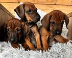 Rhodesian Ridgeback pups met F.C.I. stamboom, Overige rassen, CDV (hondenziekte), 8 tot 15 weken, Meerdere