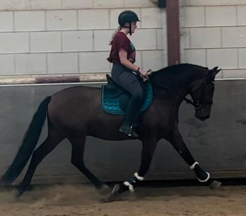 Training aangeboden, Dieren en Toebehoren, Paarden en Pony's | Verzorgingsproducten, Ophalen of Verzenden