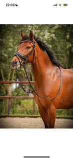 Mooie new forest merrie, Dieren en Toebehoren, Pony's, Merrie, B, Gechipt, 7 tot 10 jaar