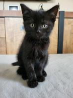 Mooie nest britse korthaar x ekh kittens., Dieren en Toebehoren, Katten en Kittens | Overige Katten, Meerdere dieren, Kortharig