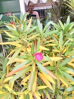 oleander OP=OP, Ophalen, Zomer, Overige soorten, Volle zon