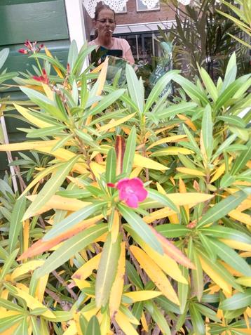 oleander OP=OP beschikbaar voor biedingen