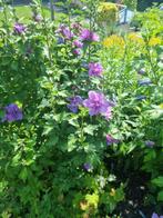 Hybiscus 120 cm, Tuin en Terras, Planten | Struiken en Hagen, Ophalen, Overige soorten, Struik, 100 tot 250 cm