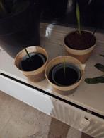 Koningin van de Nacht stekjes, Ophalen of Verzenden