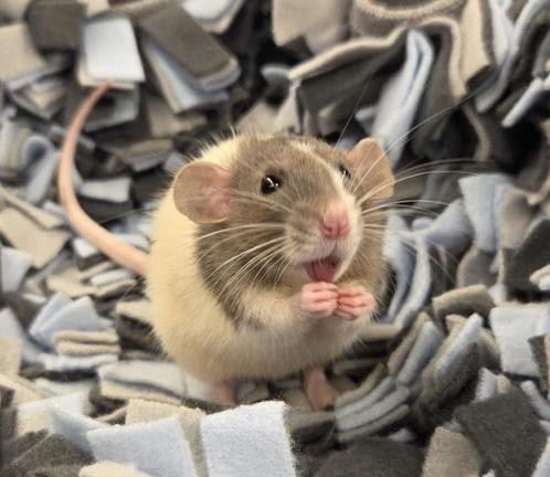 Jonge tamme ratten ( man) rechtstreeks van de fokker, Dieren en Toebehoren, Knaagdieren, Mannelijk, Rat, Juli, Tam